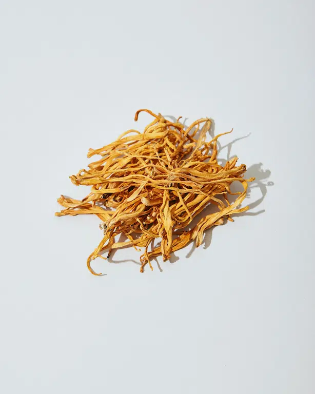 Effect of Cordyceps for a longer life!